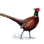 Late winter roast pheasant