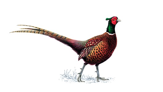 pheasant image